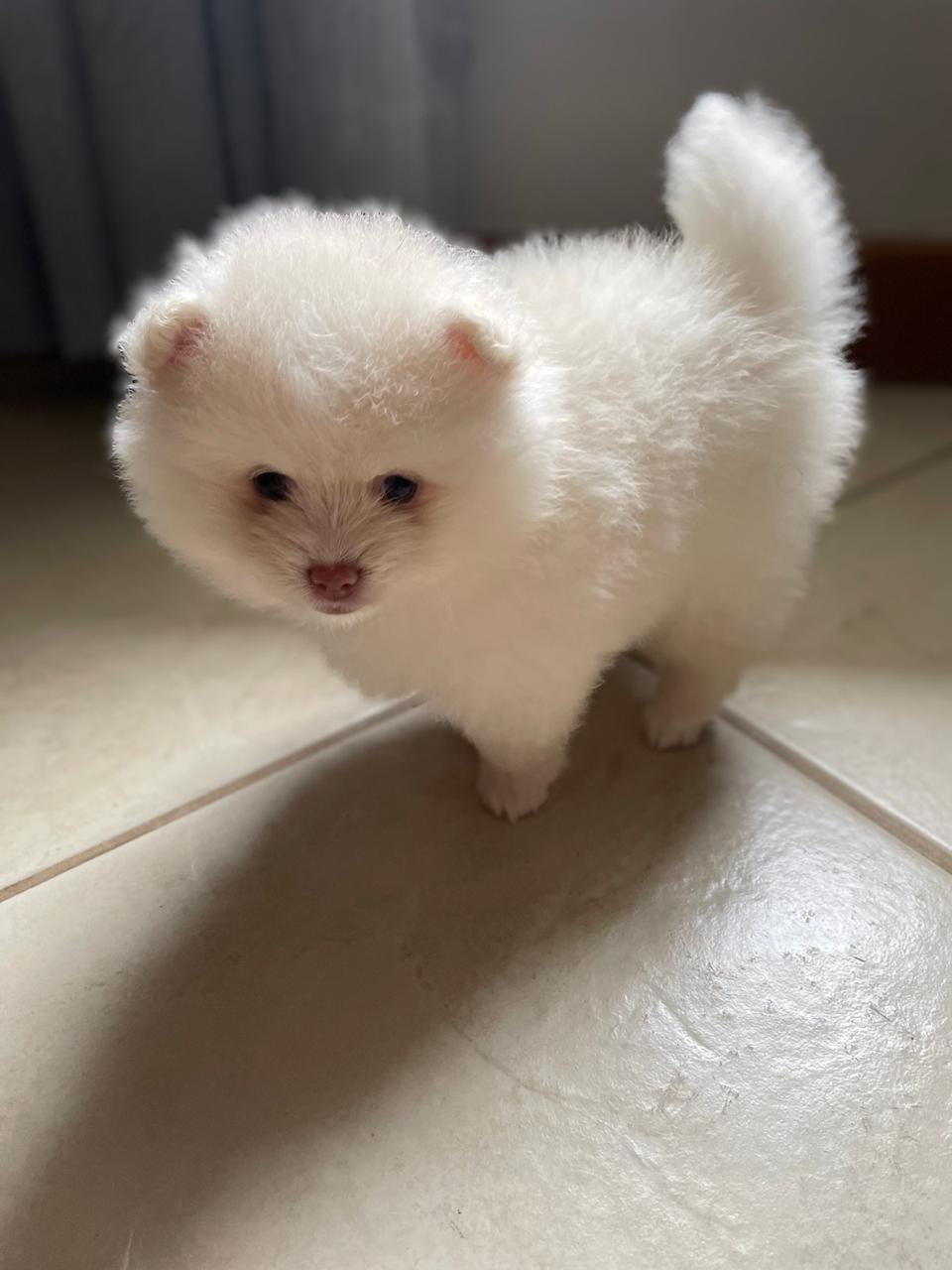 Portal Vendocão Lulu da Pomerânia/Spitz Alemão Anão de Alto Padrão Volta Redonda