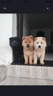 Filhote chowchow
