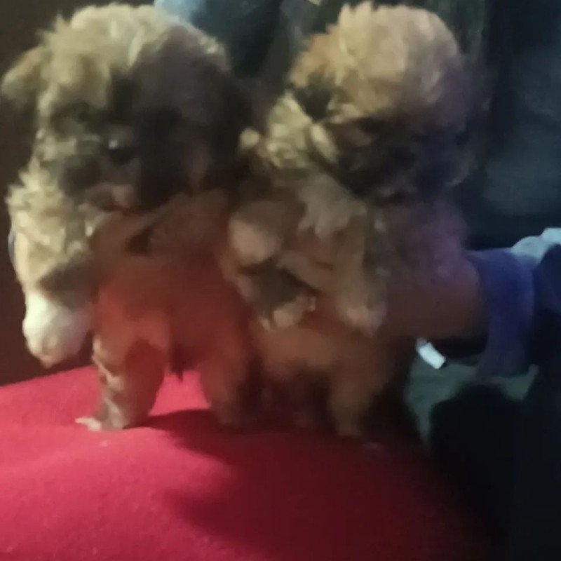Lindos filhotes Shitzus disponíveis parecem uns ursinhos vacinados e desverminado há pronta entrega - Foto 1