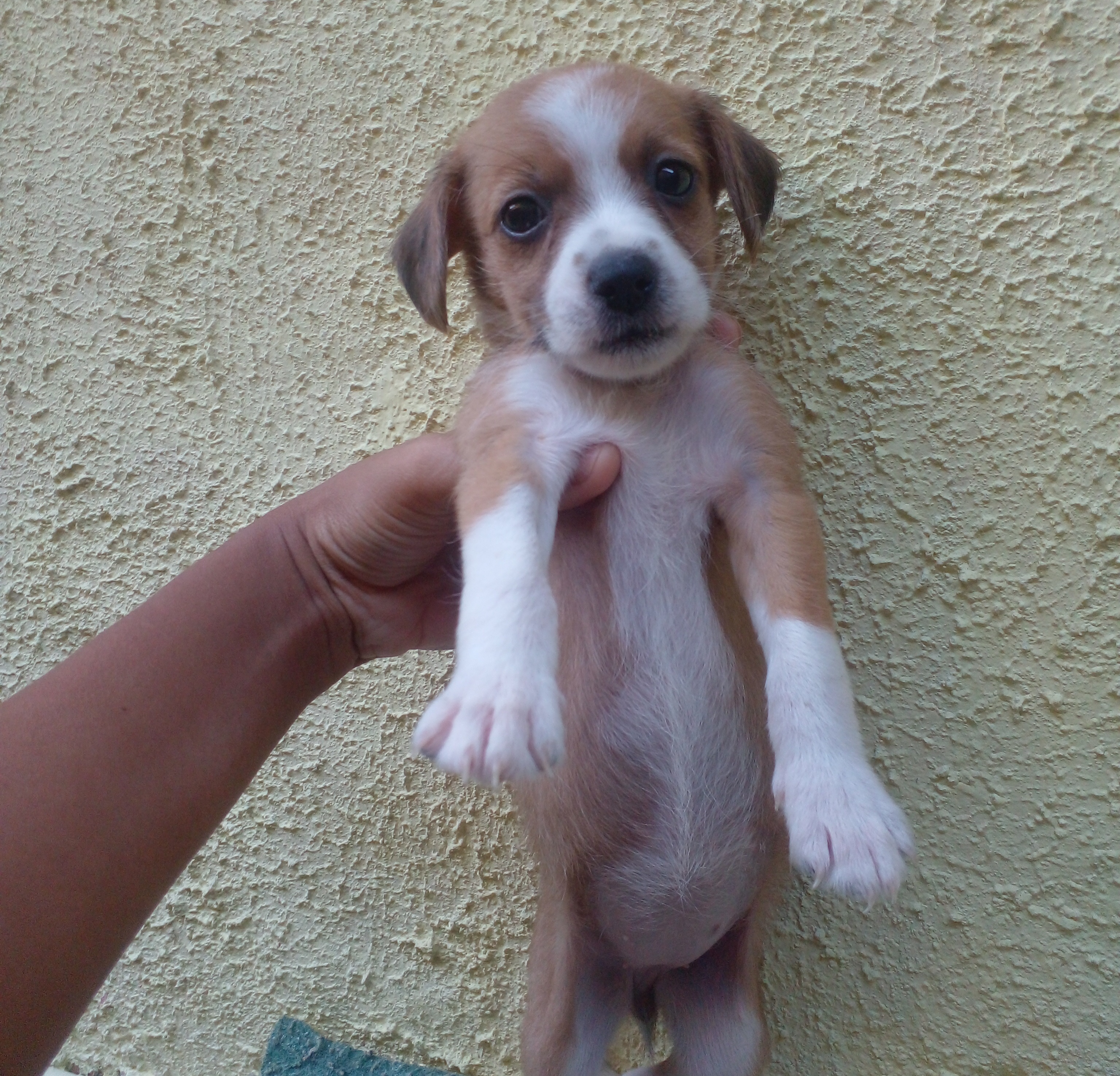 Filhotes de cachorros - Foto 1