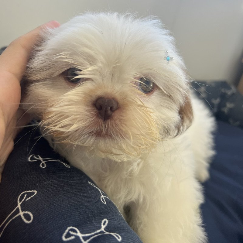 Lindos filhotes de shih tzu fêmea apenas 3 meses