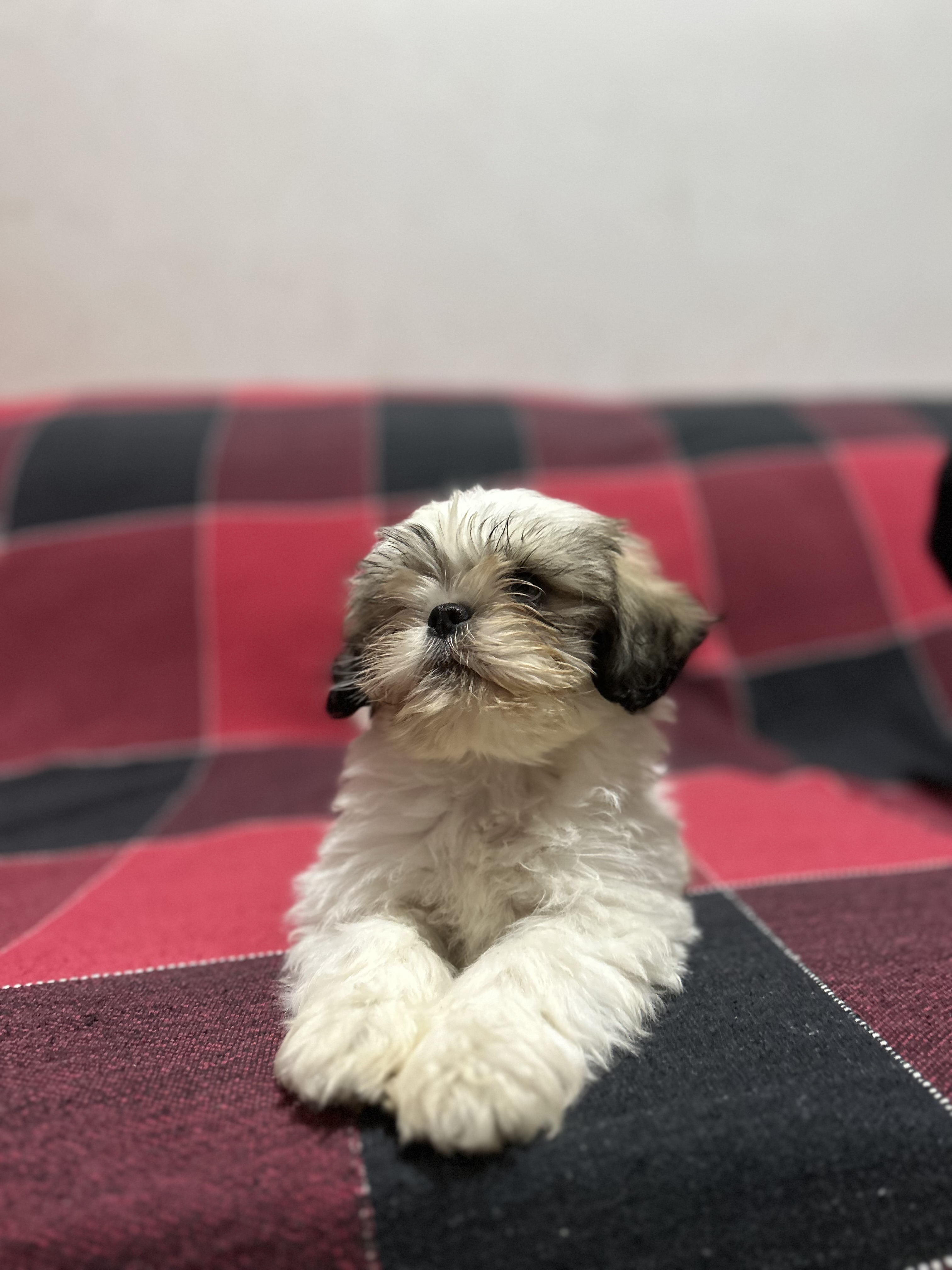 Portal Vendocão Filhote de Shih Tzu carinhoso e brincalhão  Cuiabá 