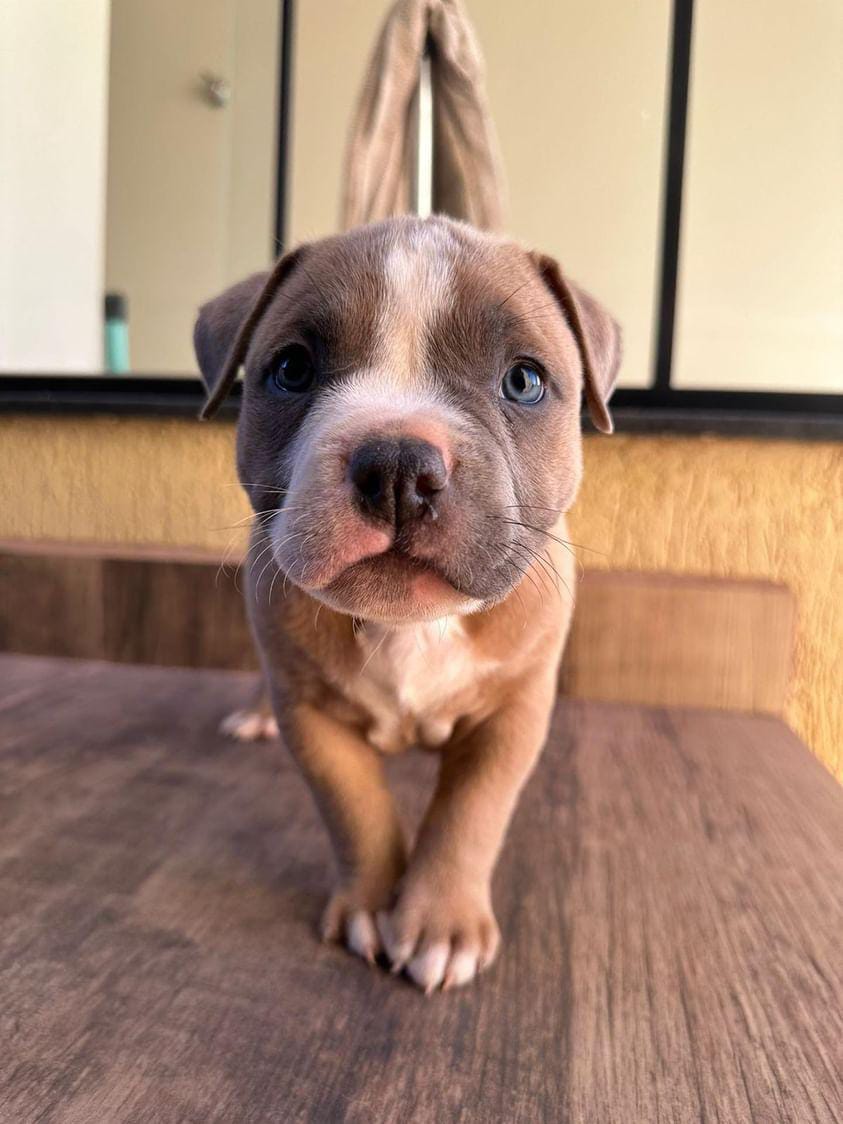 Portal Vendocão Filhotes  Brasilândia 