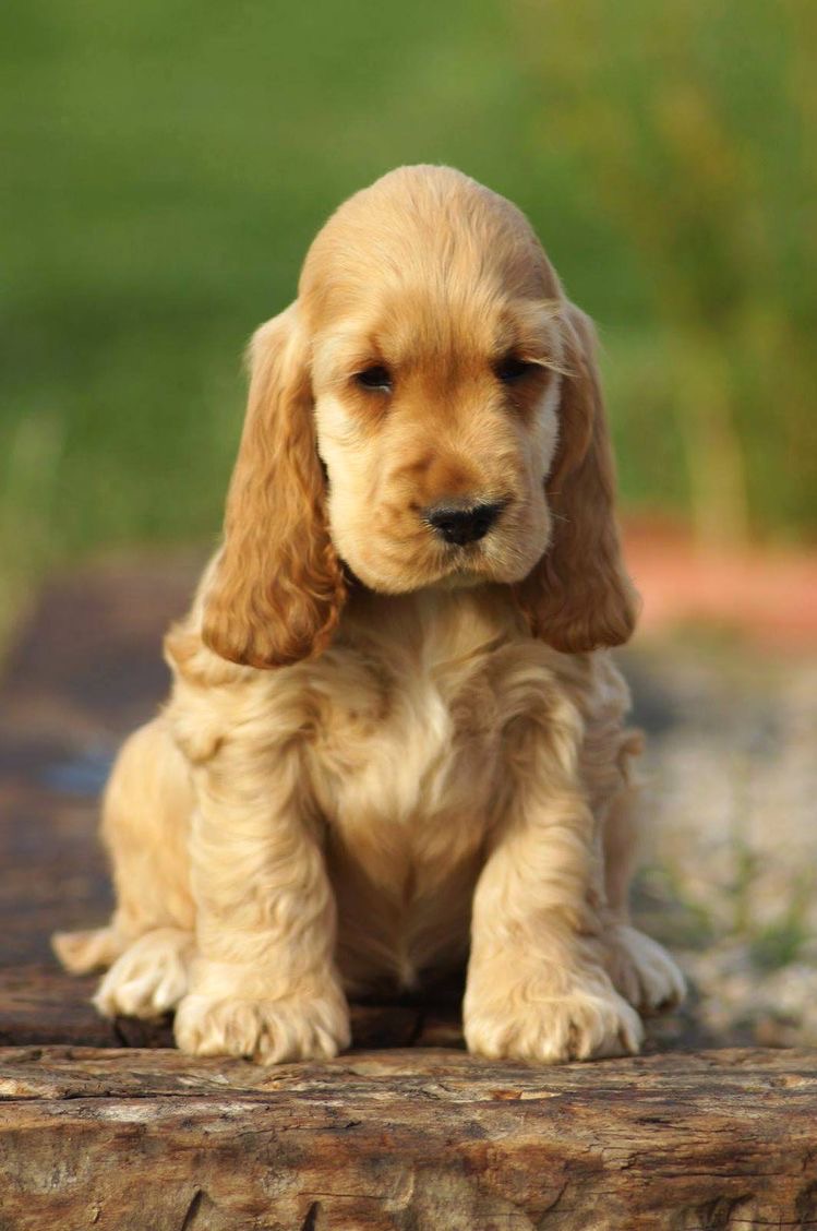 Portal Vendocão Cocker Spaniel 12x cartão  Jundiaí