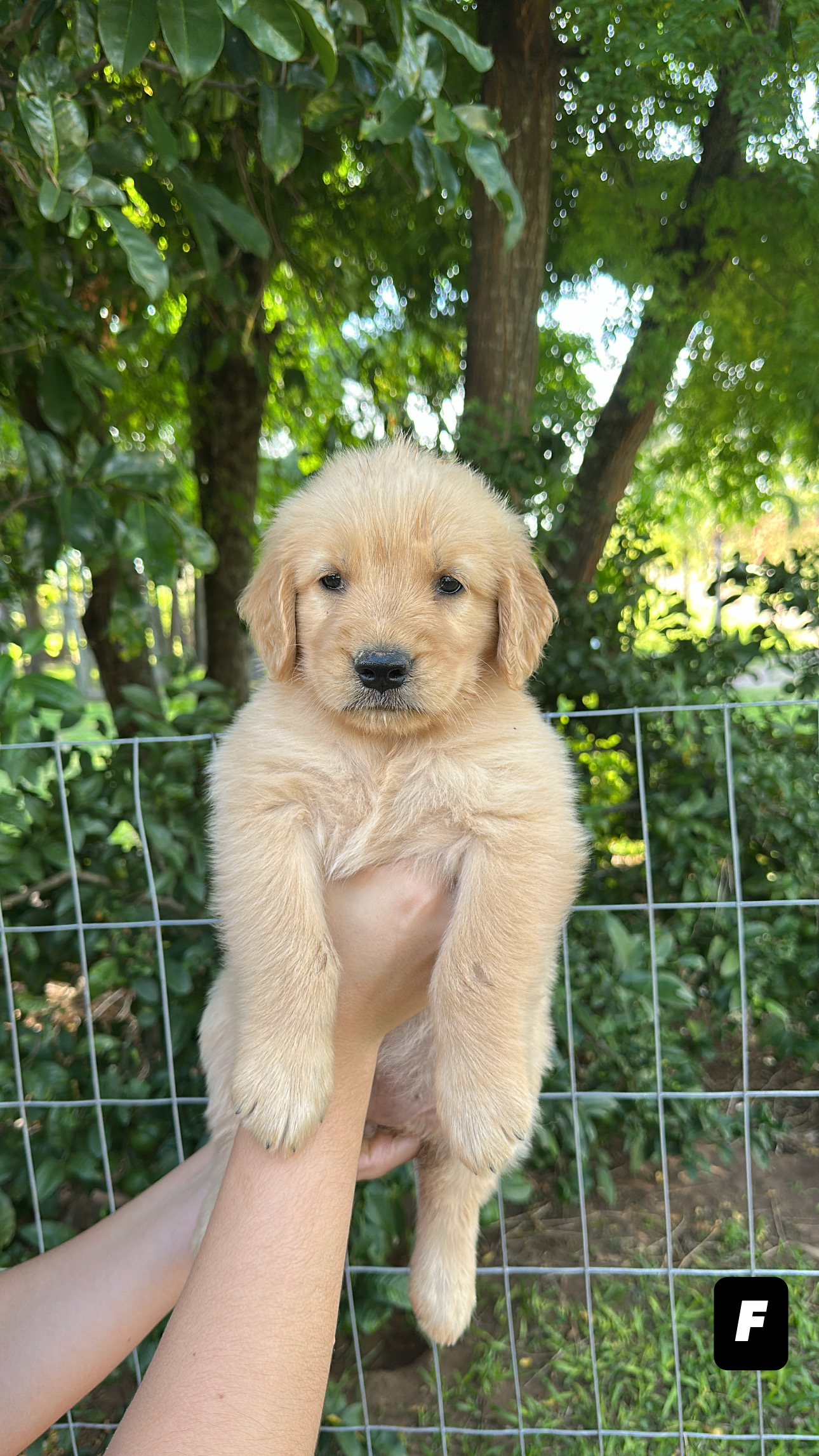 FILHOTE GOLDEN RETRIVIER - Foto 5