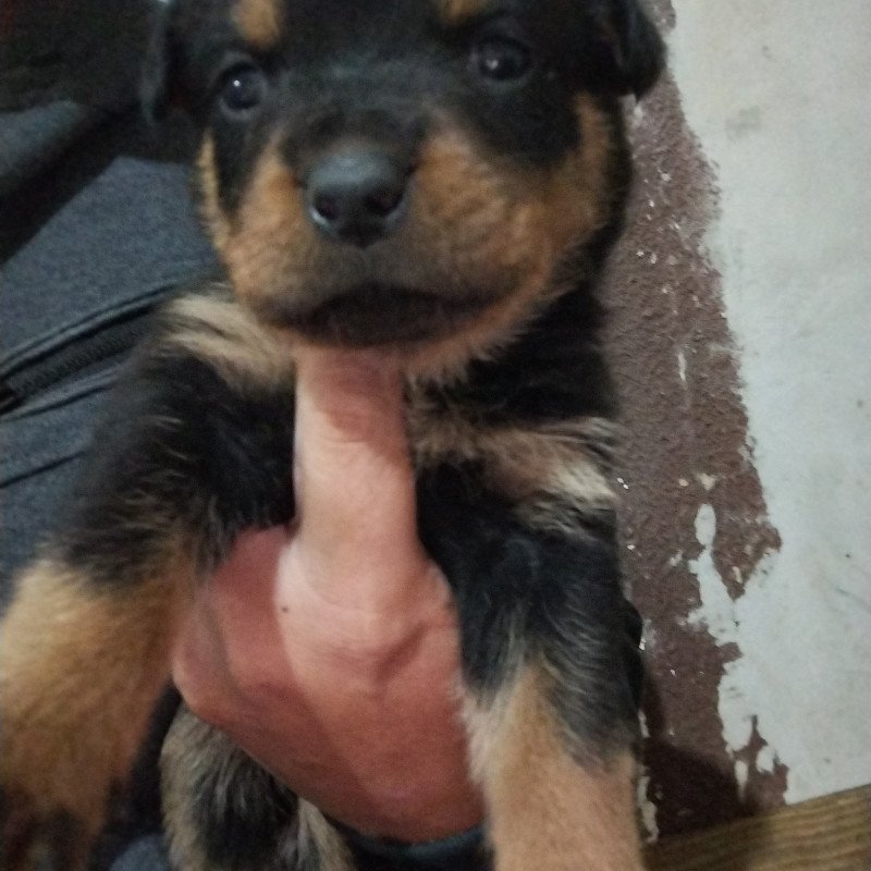 Filhotes de rottweiler disponível 35 dias - Foto 1