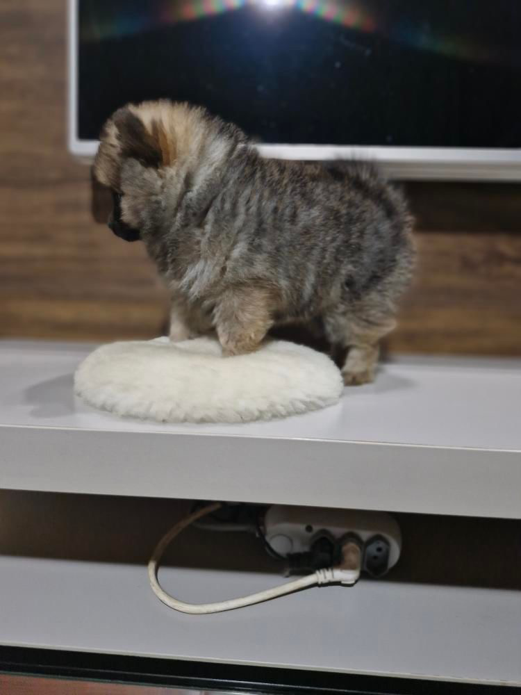 Lulu da pomerânia macho porte anão  - Foto 2