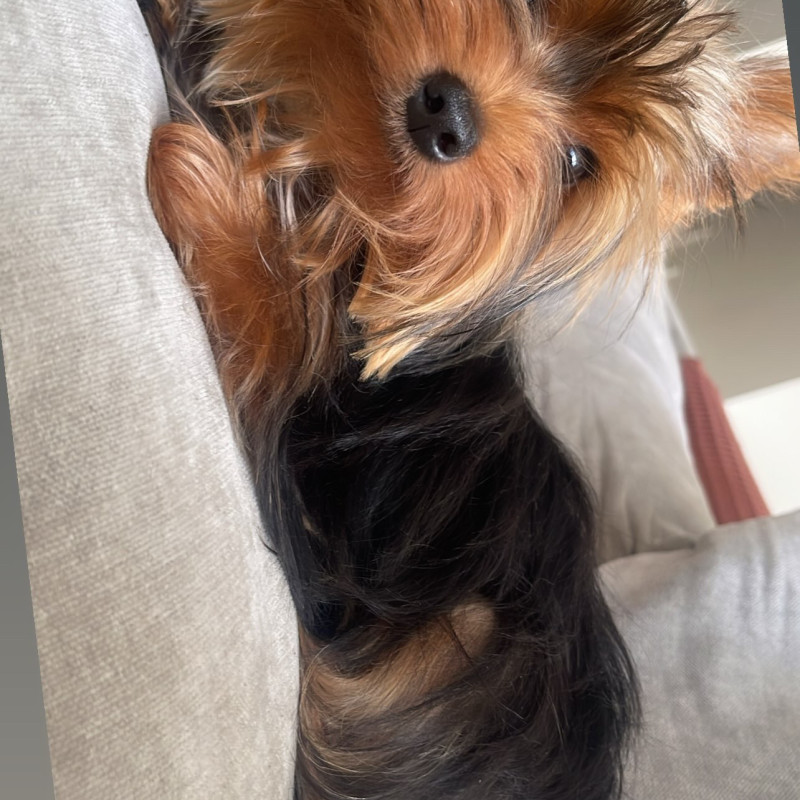Lindo cachorrinho,mansinho e muito carinhoso ,machinho - Foto 3
