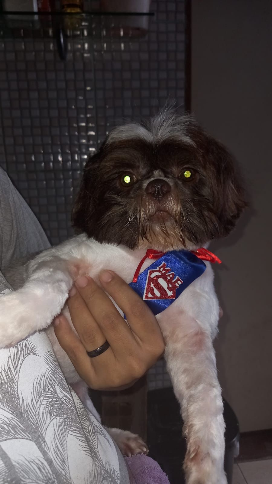 Portal Vendocão Filhotes de shih tzu fêmeas 2 meses  Manaus 