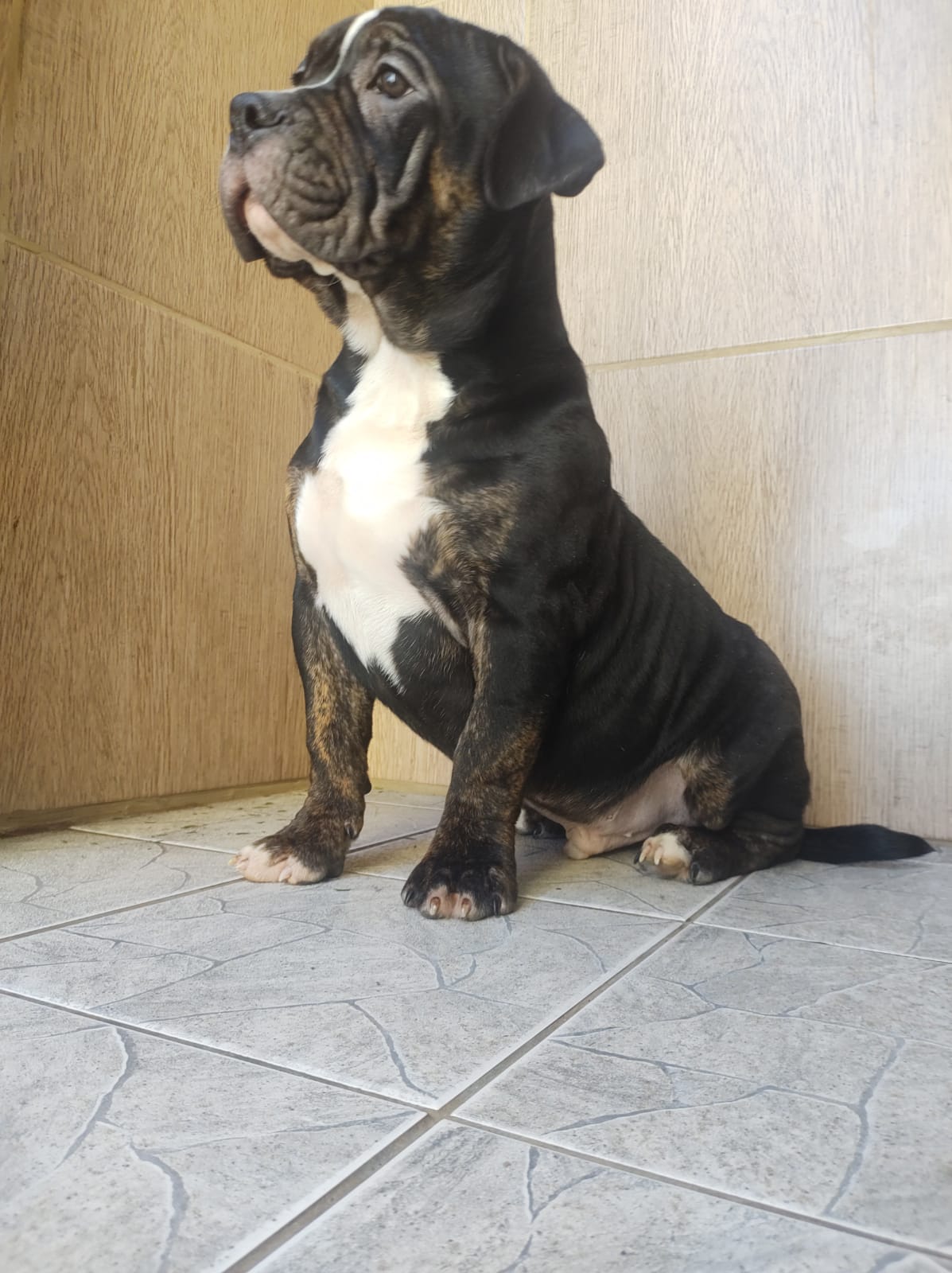 filhotes de American Bully Porto Alegre