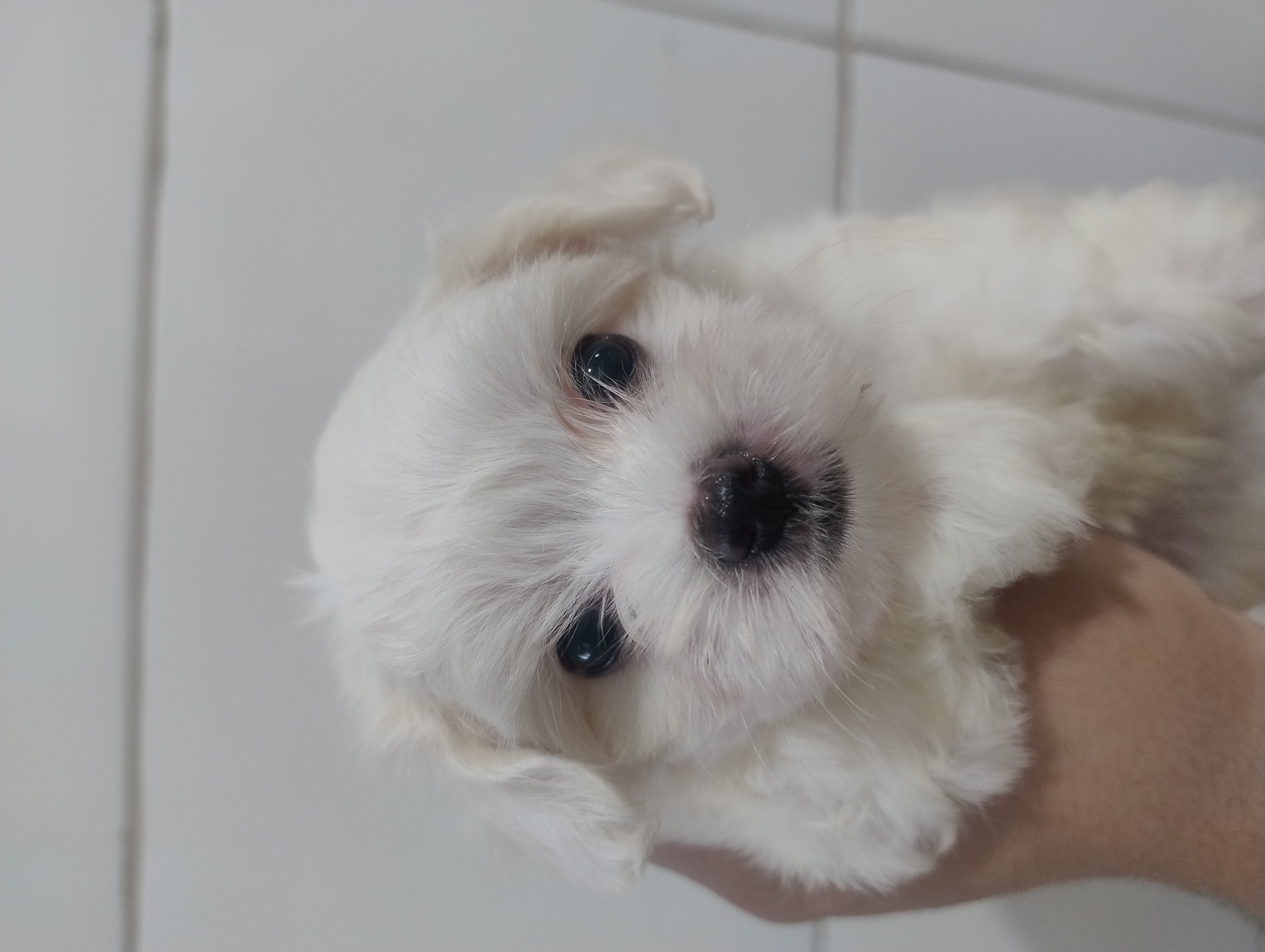 Portal Vendocão Filhotes de Maltês  Porto Alegre 