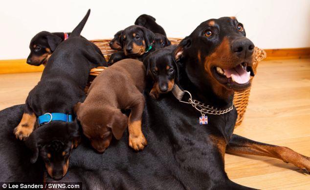 Portal Vendocão Belos Filhotes Doberman padrão tops completo Vinhedo