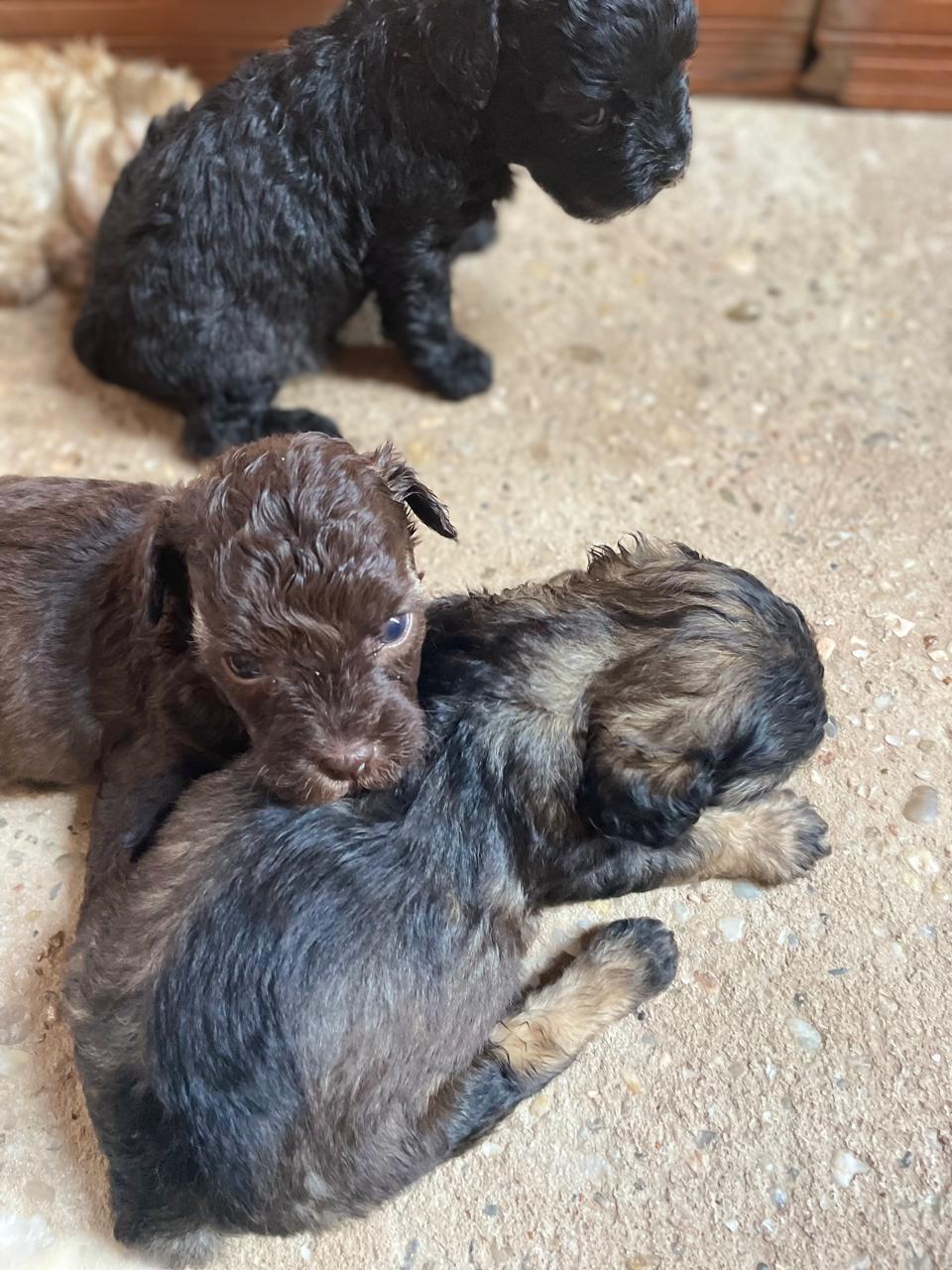 filhotes de Poodle Teresina