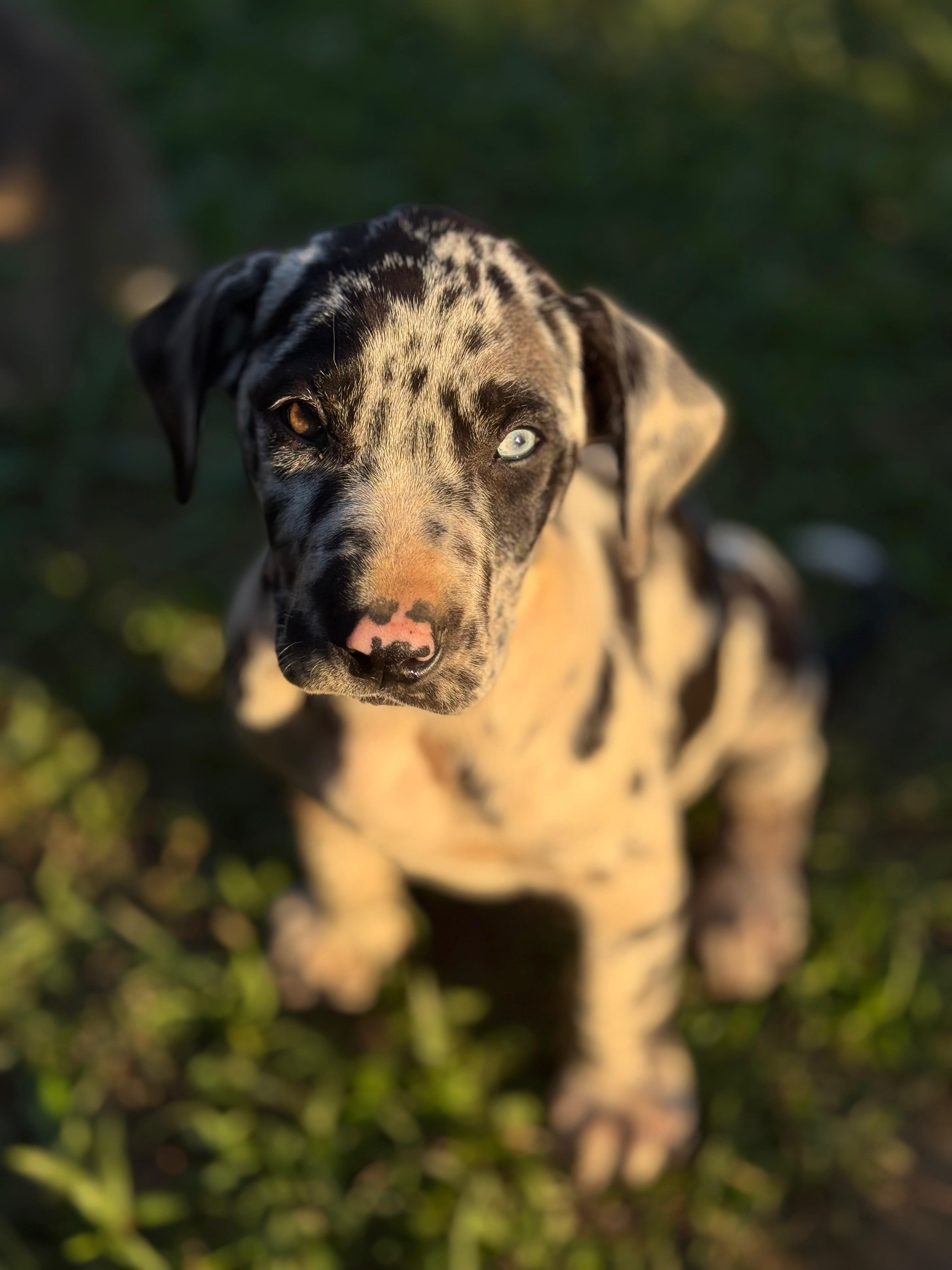 Portal Vendocão Dogue alemão  Belo Horizonte 