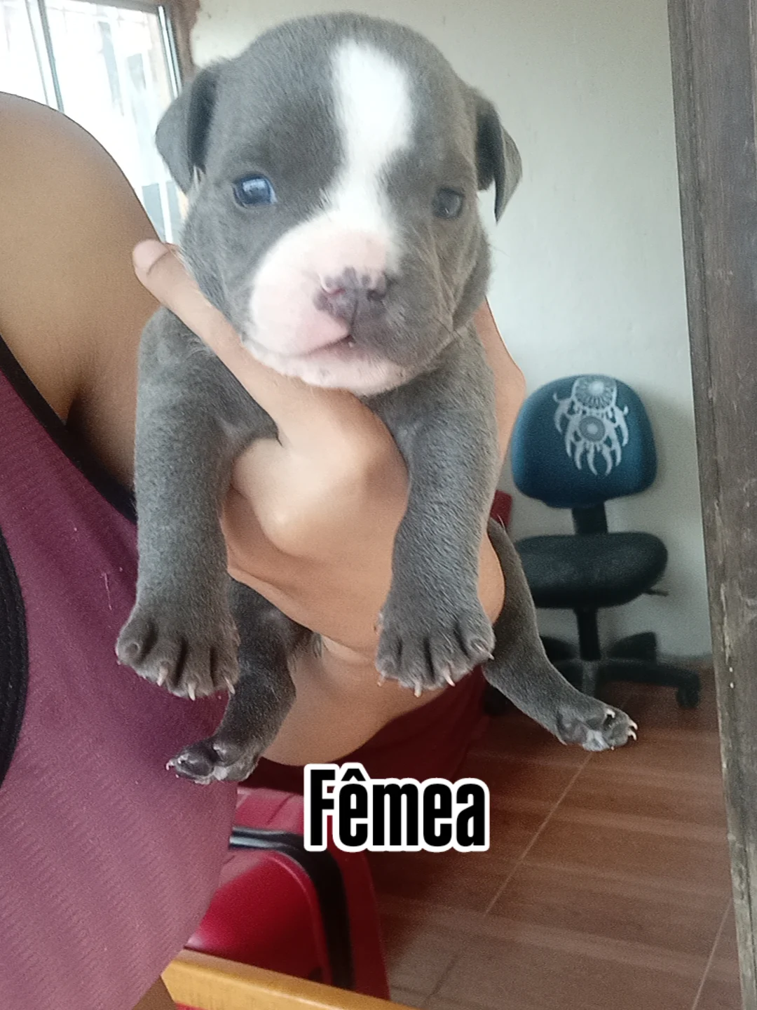 Portal Vendocão Filhotinhos de American Bully  Petrópolis