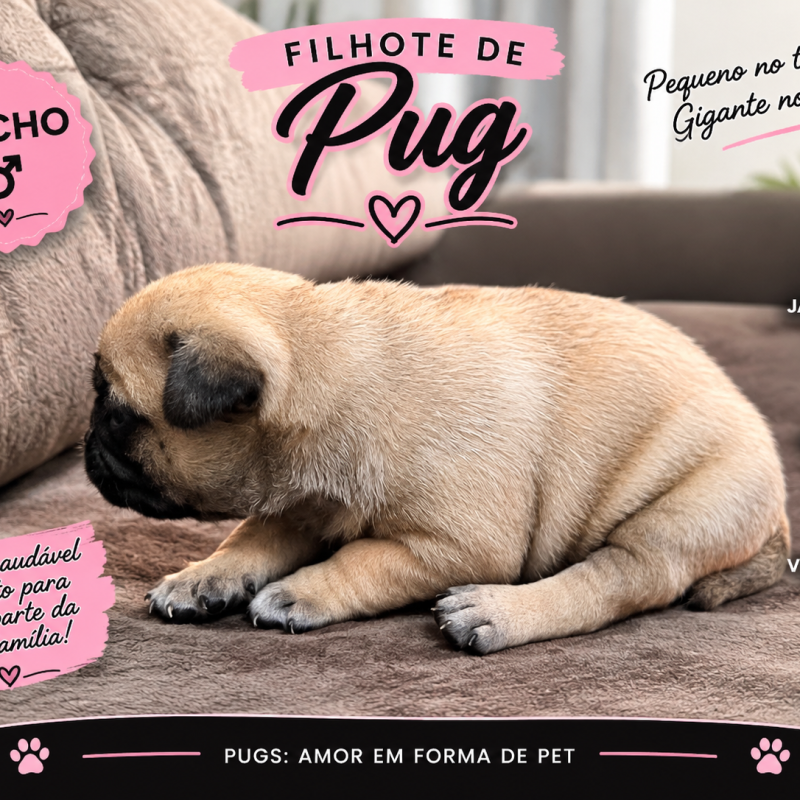 Pug
