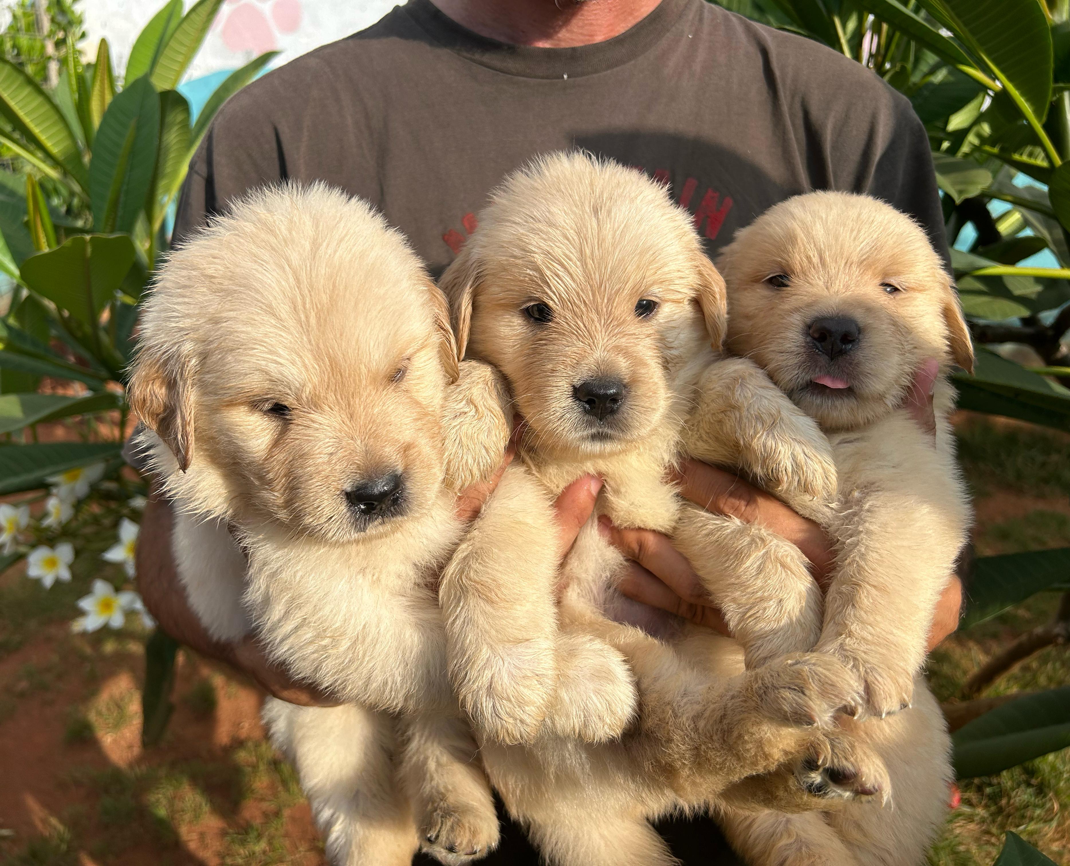 Portal Vendocão Disponível filhote Golden retriever Ribeirão Preto 