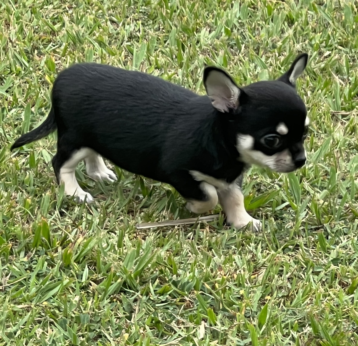 chihuahuas filhotes - Foto 3