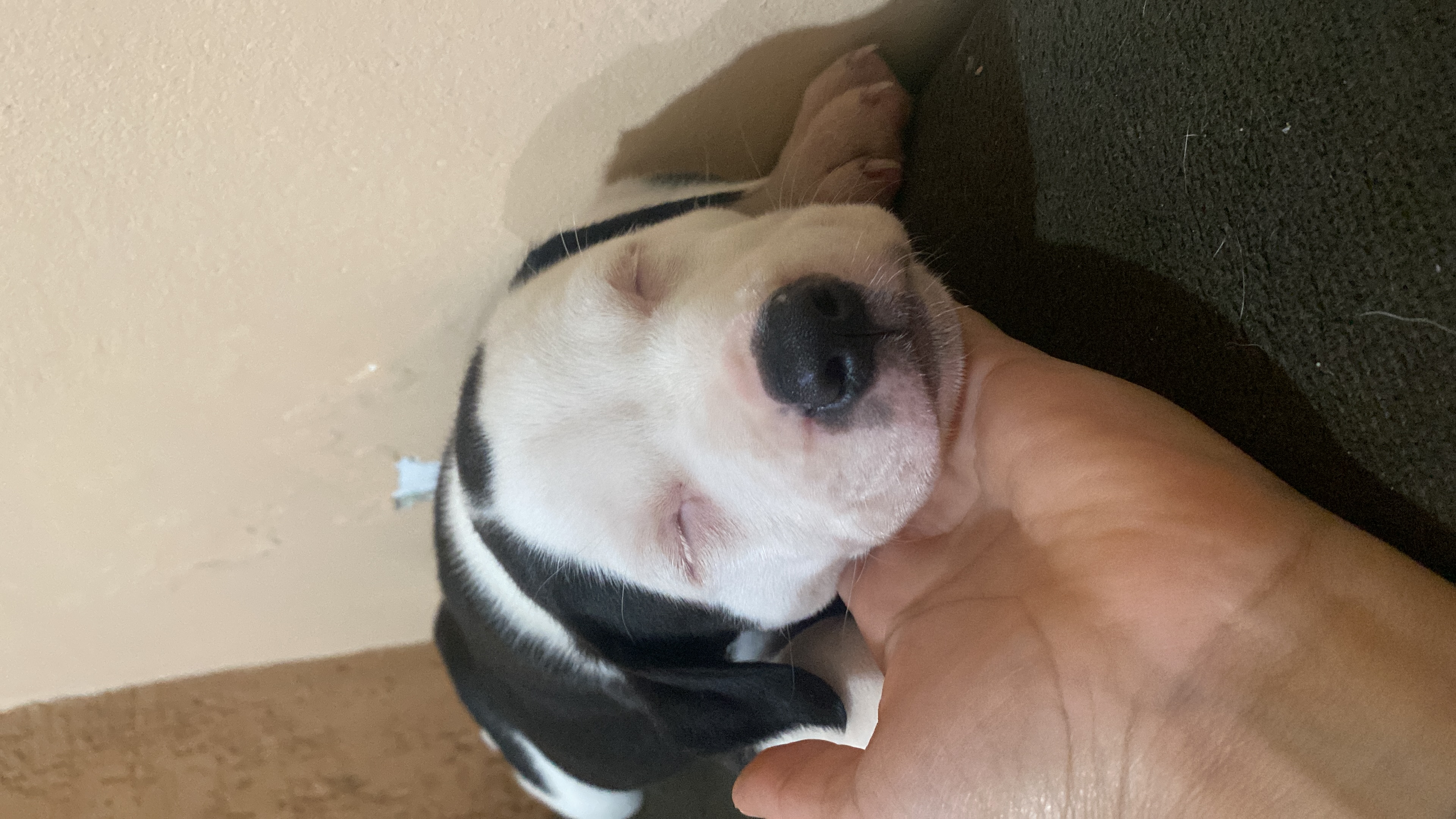 Portal Vendocão Vendo filhote de pit bull  Curitiba 