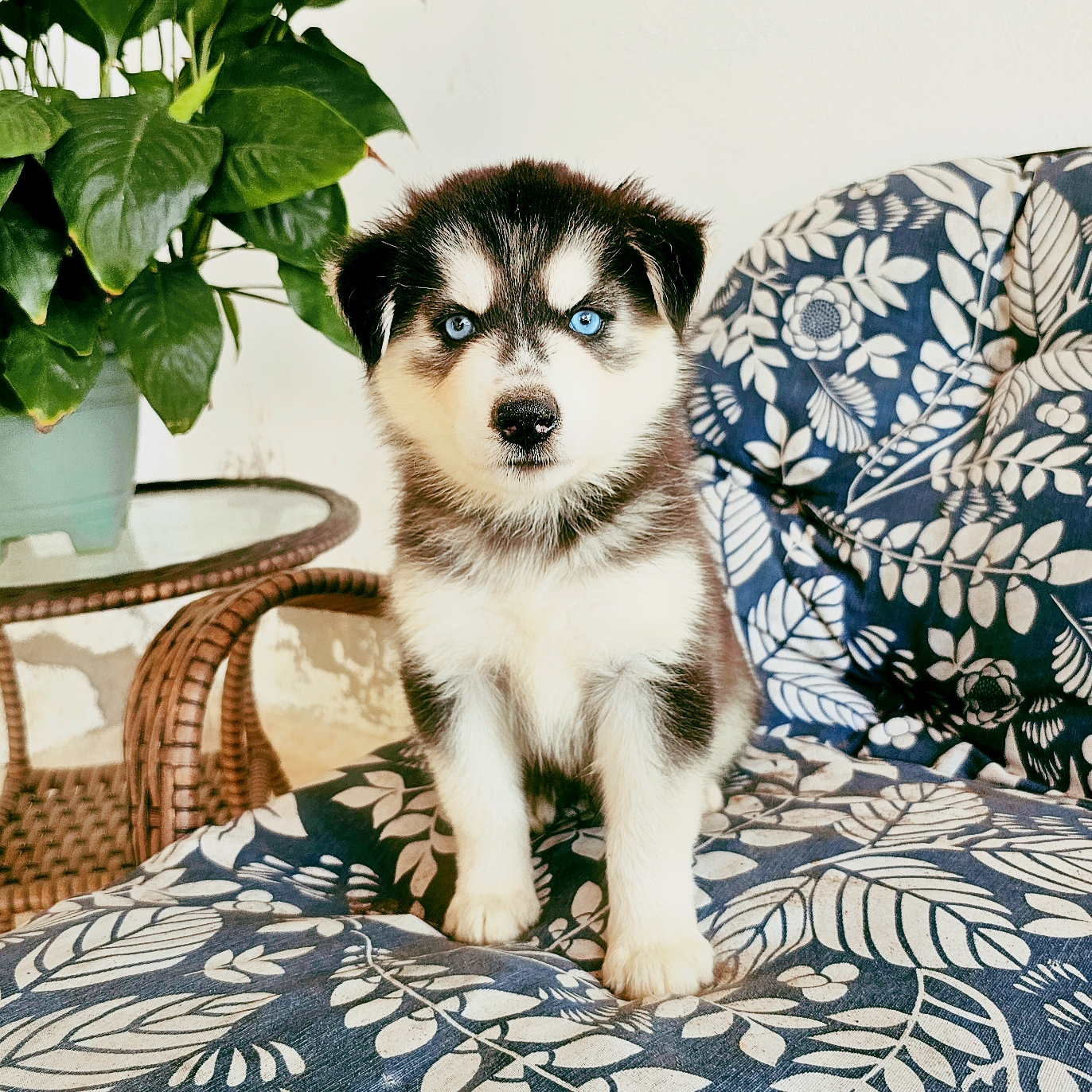 Portal Vendocão Husky Siberiano puro Caucaia
