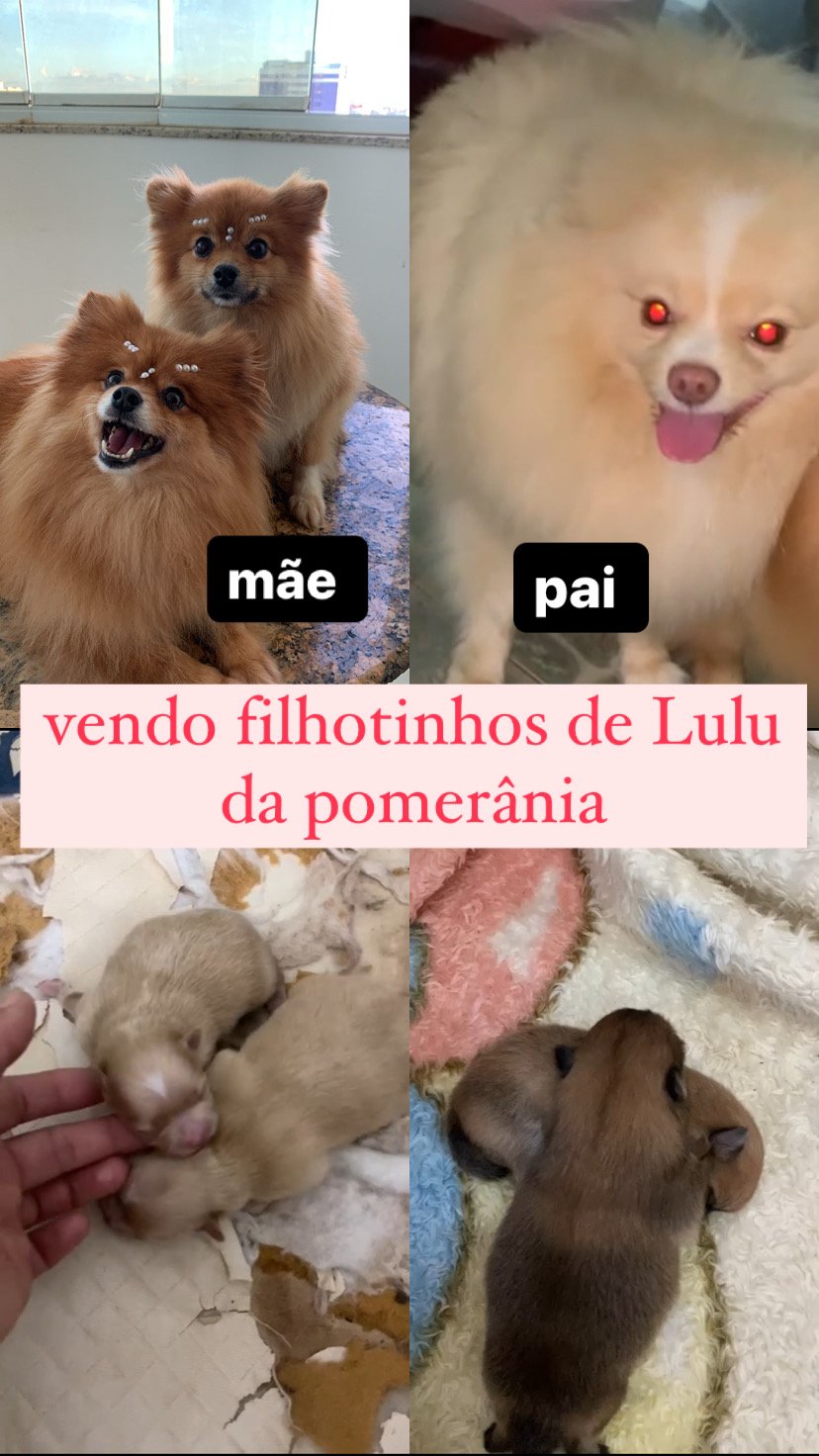 Filhotinhos Lulu da pomerânia disponível  - Foto 1