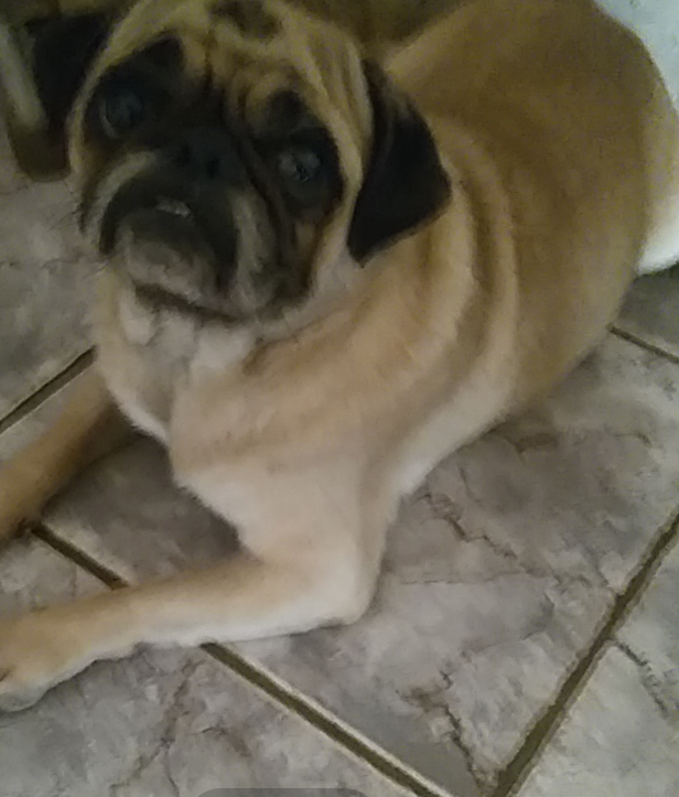 Portal Vendocão Pug macho adulto Simão dias