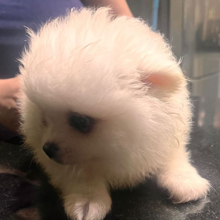 Portal Vendocão Spitz Alemão Anão Louveira