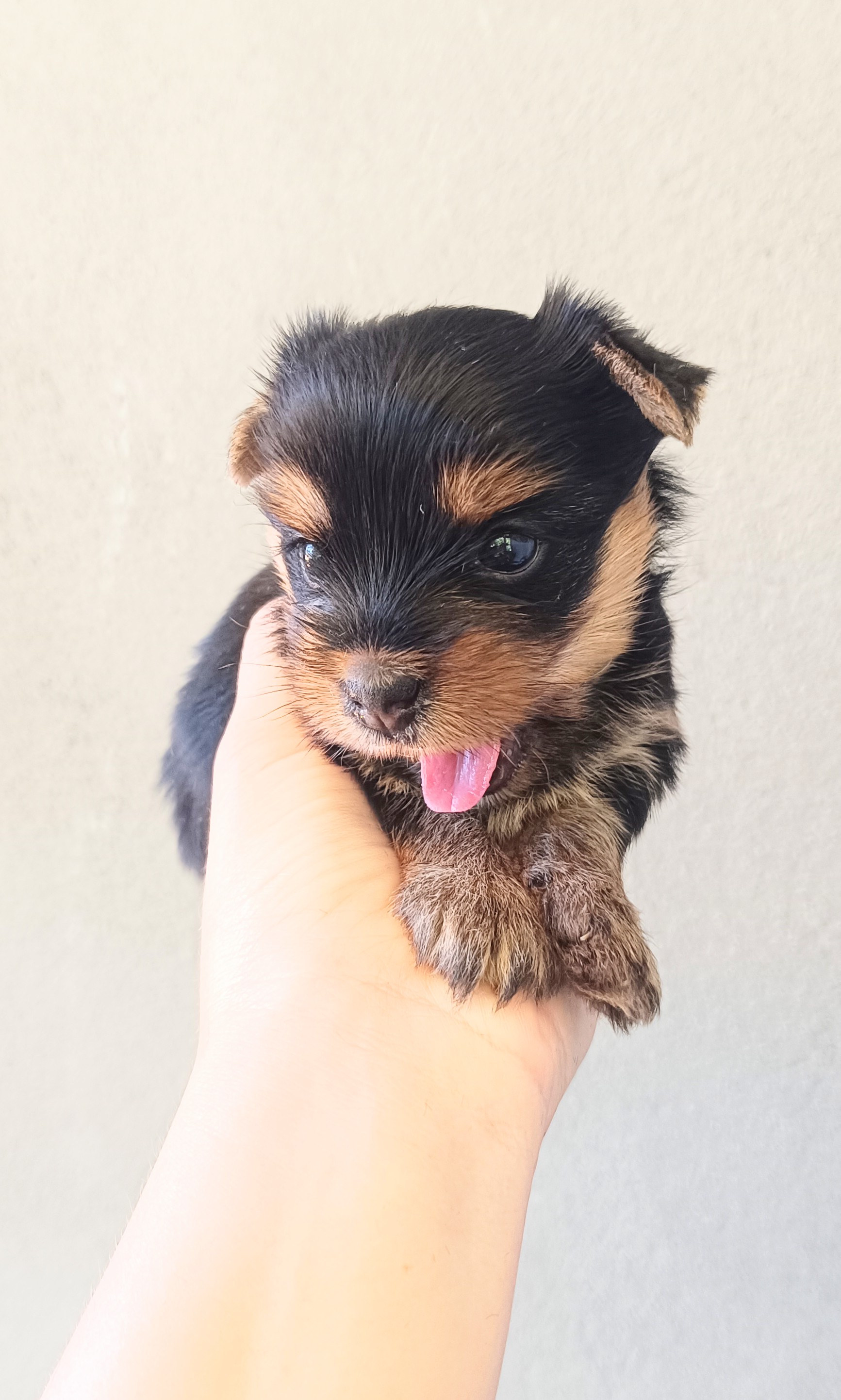 Portal Vendocão Filhote de Yorkshire Terrier (Fêmea)) Ilhéus 