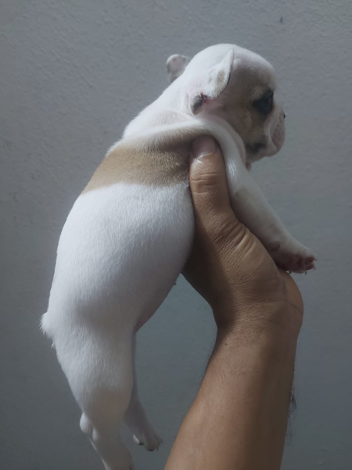 Buldogue francês femea  - Foto 1