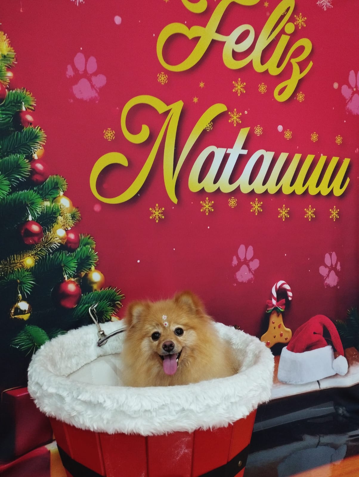 Portal Vendocão Lulu Pomerânia  Itapevi