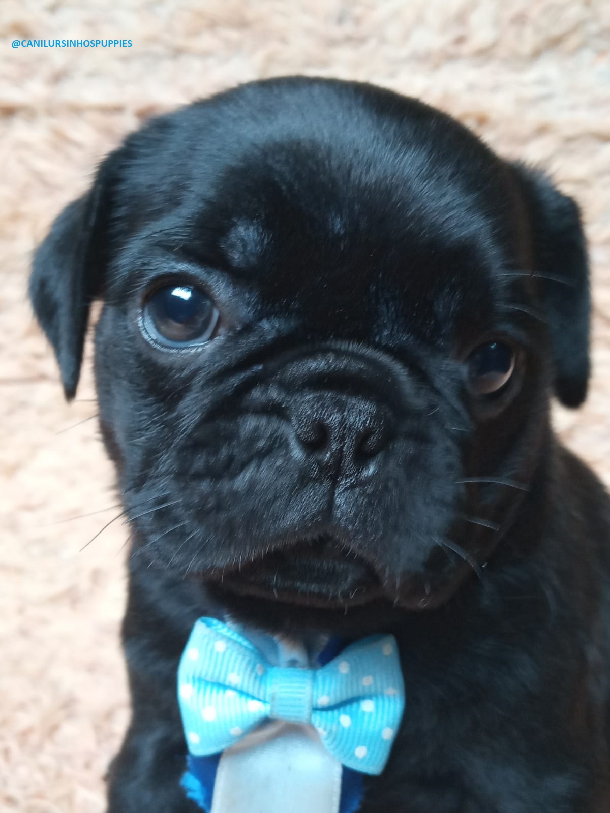 Portal Vendocão PUG ABRICO E BLACK E AQUI VC ENCONTRA #CANILURSINHOSPUPPIES  POA