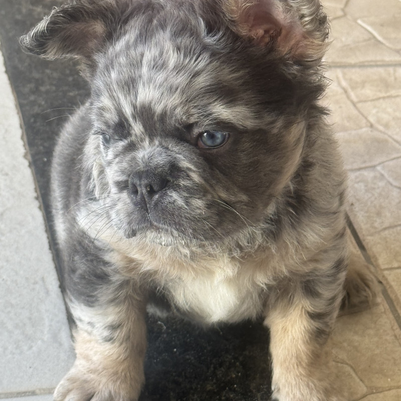 Bulldog Francês Macho – Lilac Tan Merle Fluffy com Pedigree - Foto 3