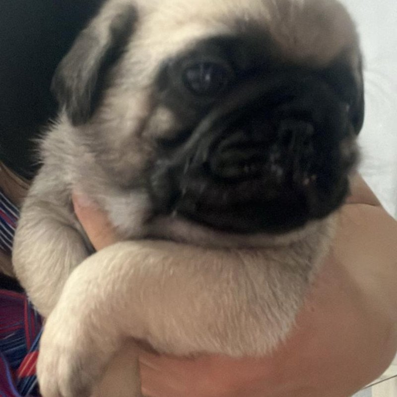 Lindos filhotes Pug 2 machos e 2 fêmeas