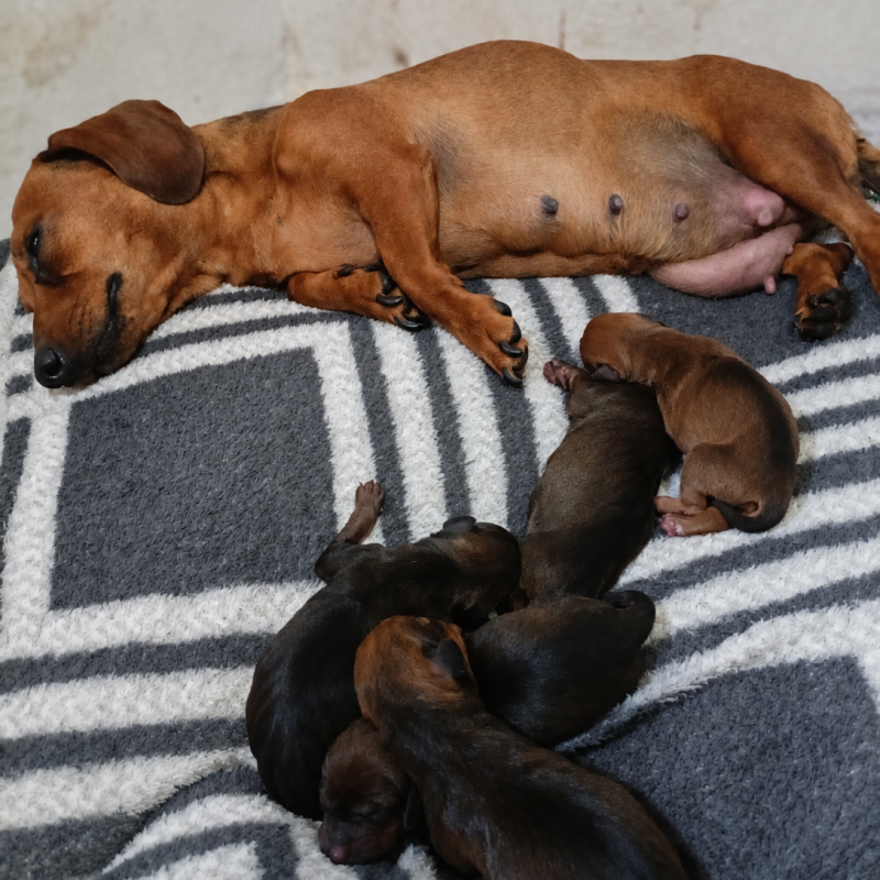 Filhotes dachshund disponíveis pra reserva - Foto 2