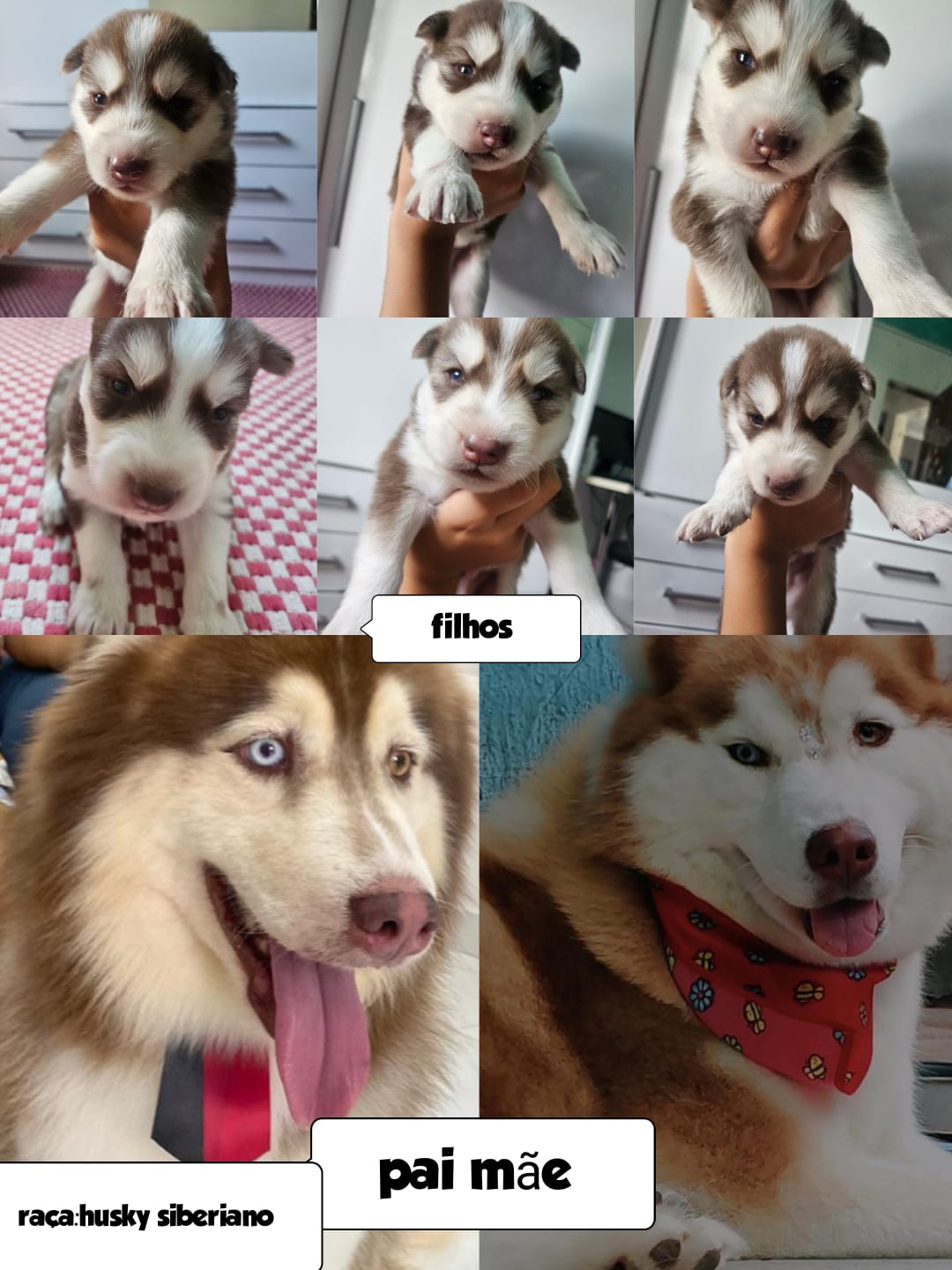 Portal Vendocão Husky siberiano wooly red Embu das artes 