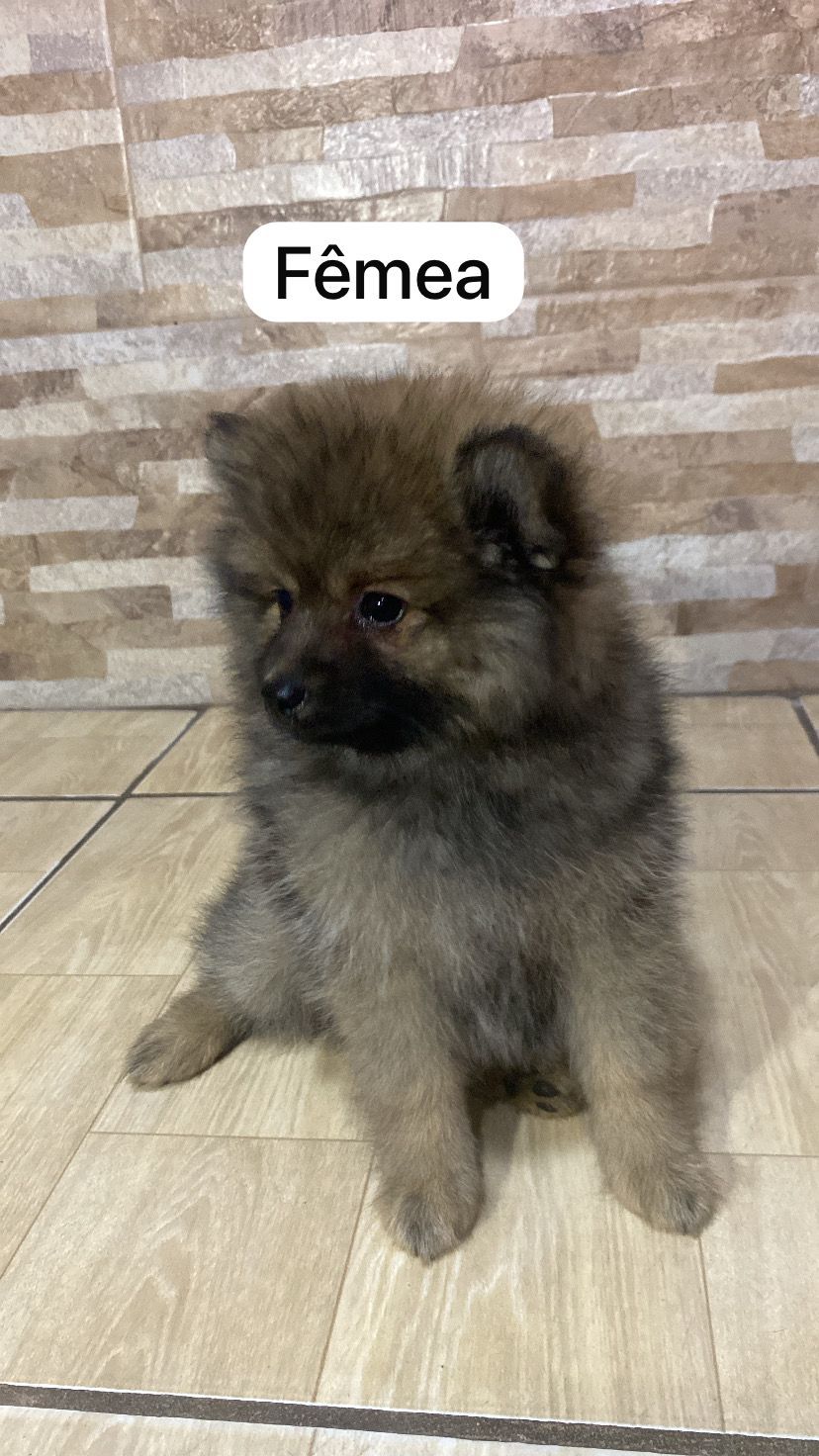Vendo Filhotes de Spitz Alemão - Foto 2