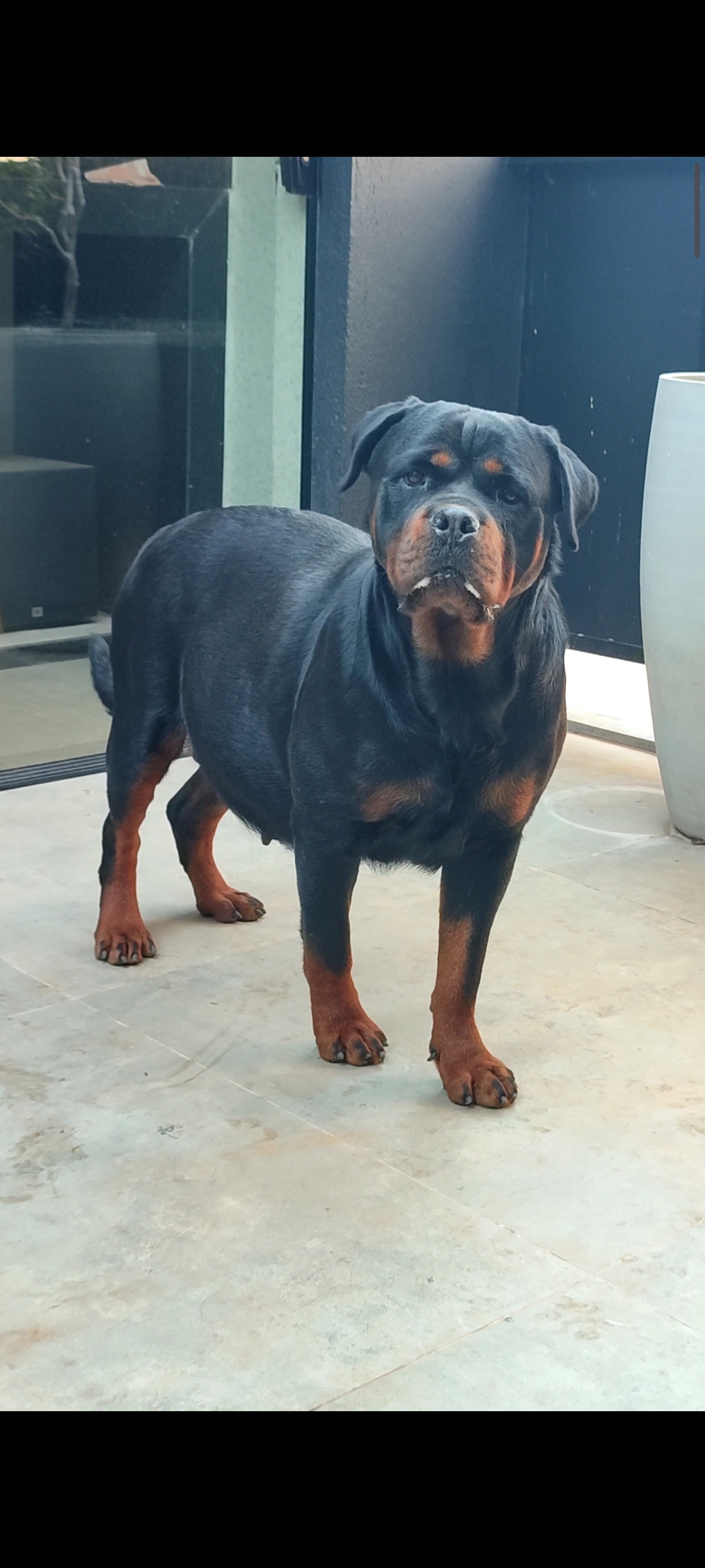 Portal Vendocão Filhotes de Rottweiler  Belo Horizonte 