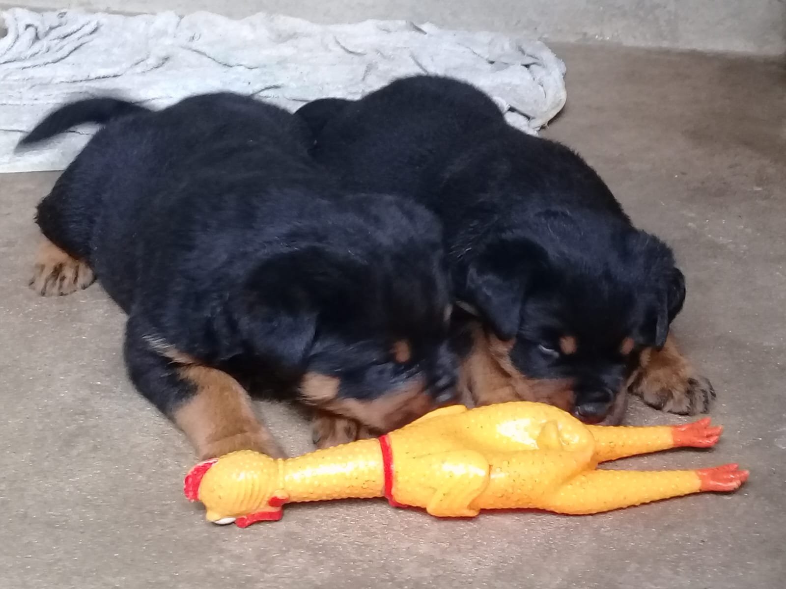 FILHOTES ROTTWEILER PEDIGREE MICROCHIP LINHAGEM ALEMÃ VACINADOS VERMIFUGADOS