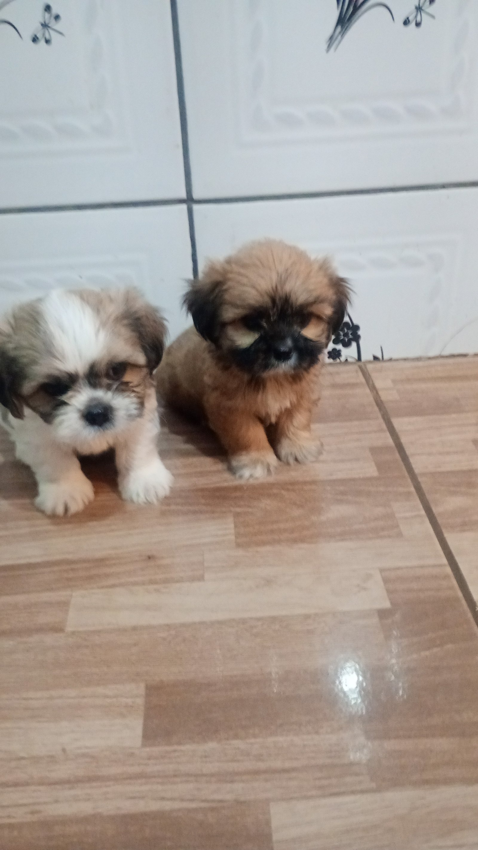 Lhasa Apso um macho pintado e fêmea dourada com preto  - Foto 3