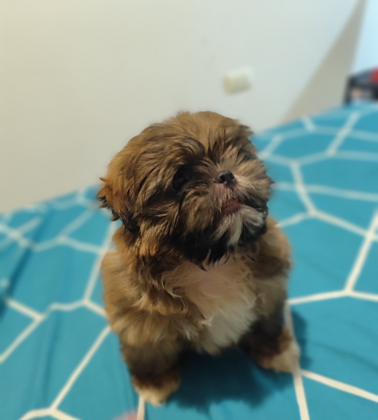 Shih tzu macho  - Foto 3