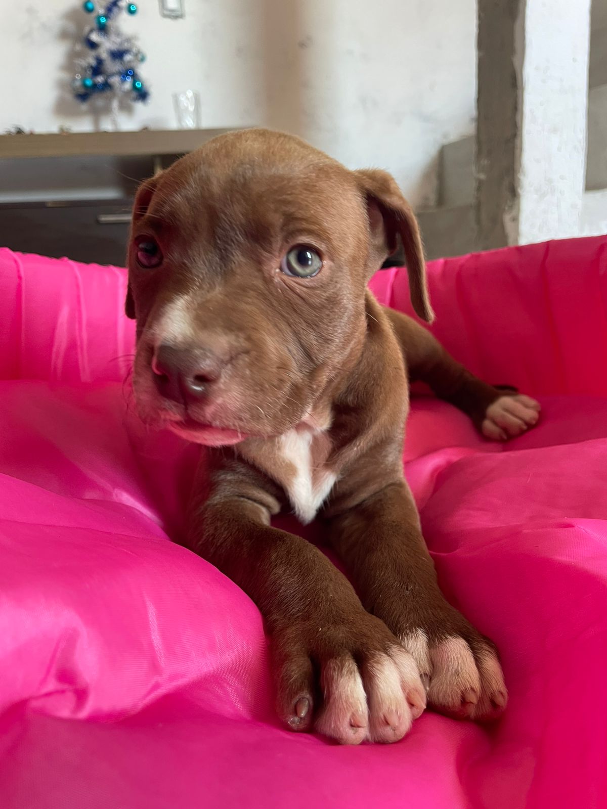 Portal Vendocão Filhote pitbull  Cabo Frio