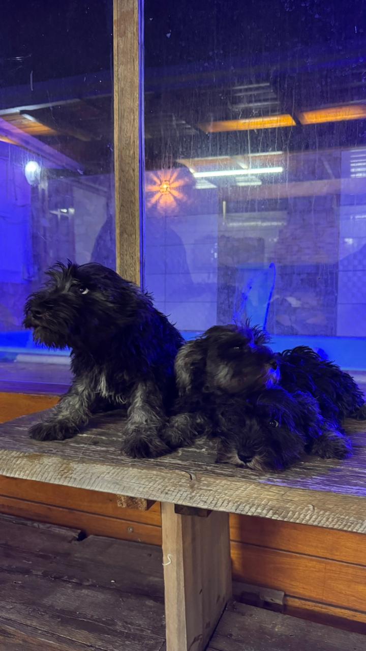 Lindos filhotes de Schnauzer  - Foto 4