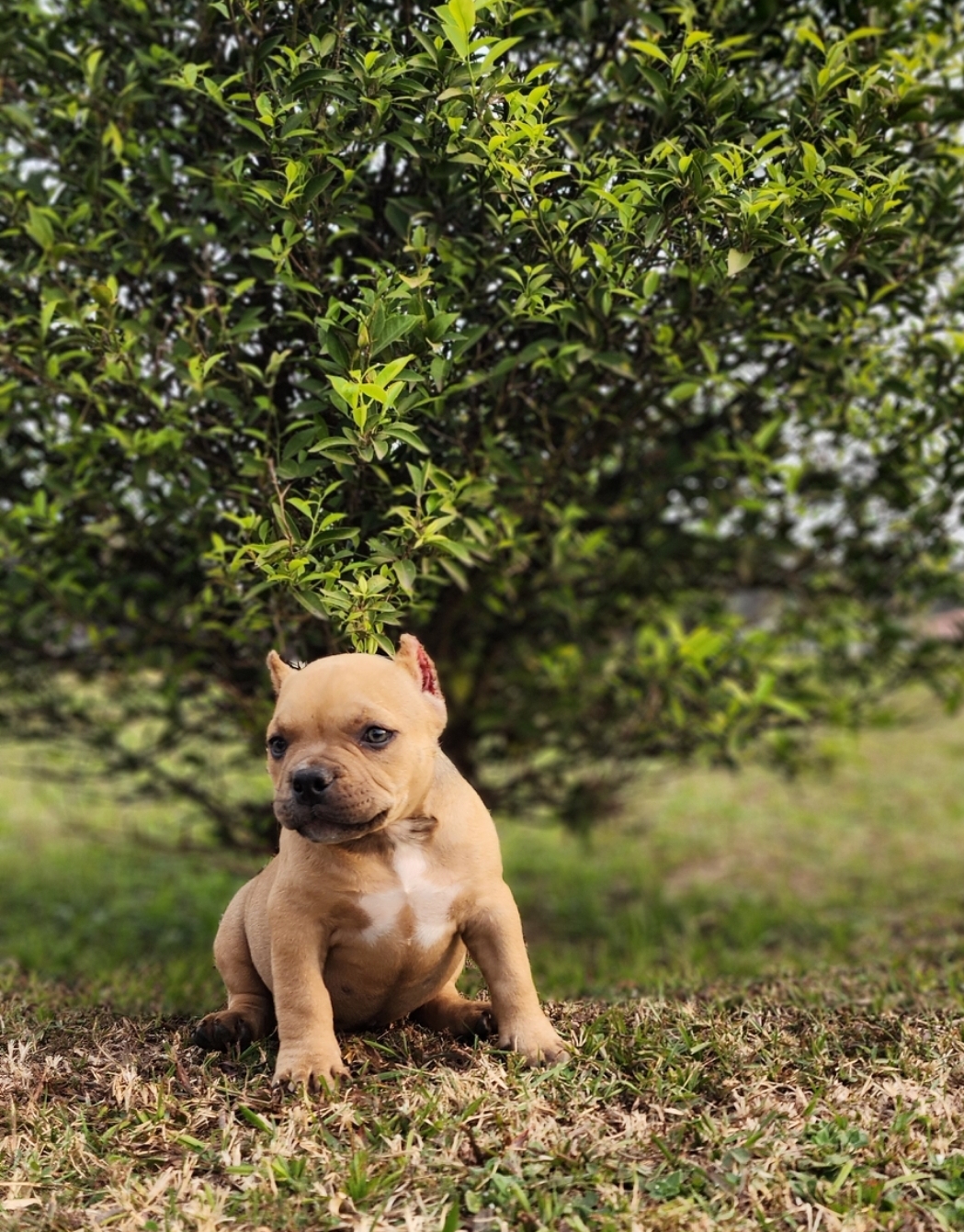 Portal Vendocão American Bully Micro Florianópolis 