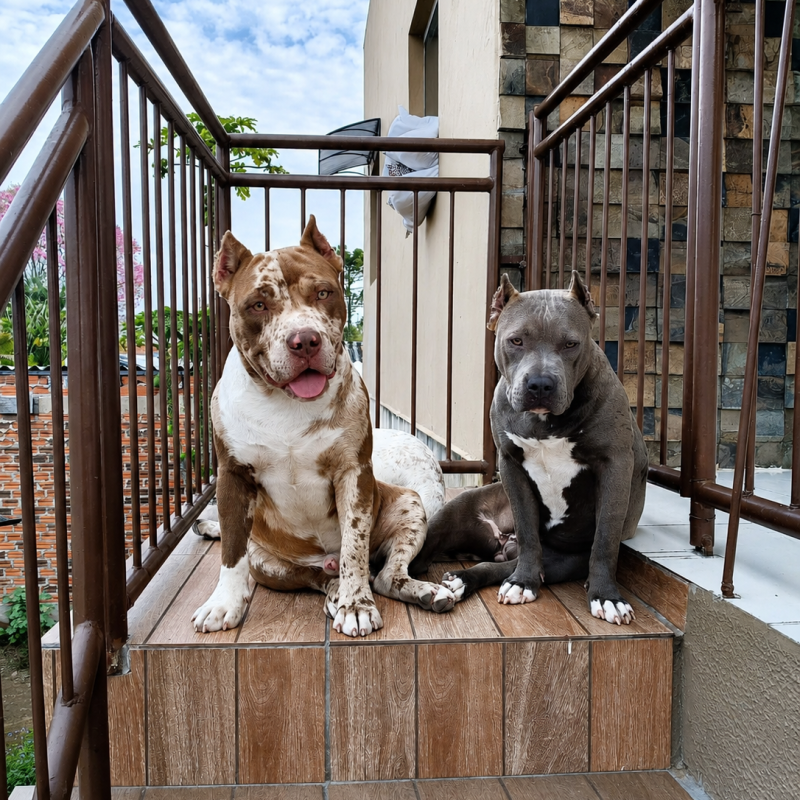 Casal para venda 9 meses ambos  com pedigree