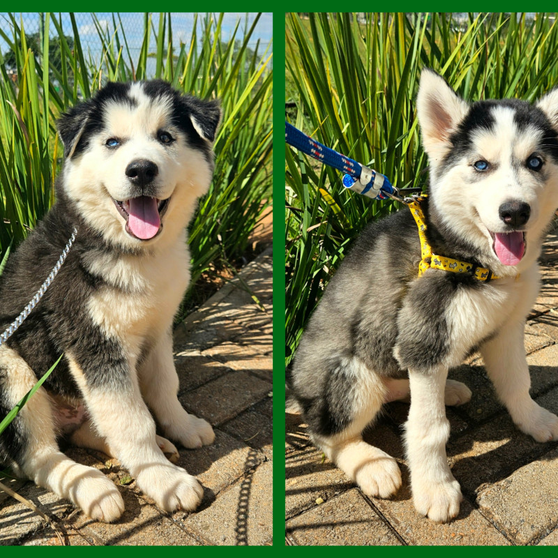 FILHOTES DE HUSKY SIBERIANO com PEDIGREE da CBKC!!! Para VENDA ou RESERVA! - Foto 4