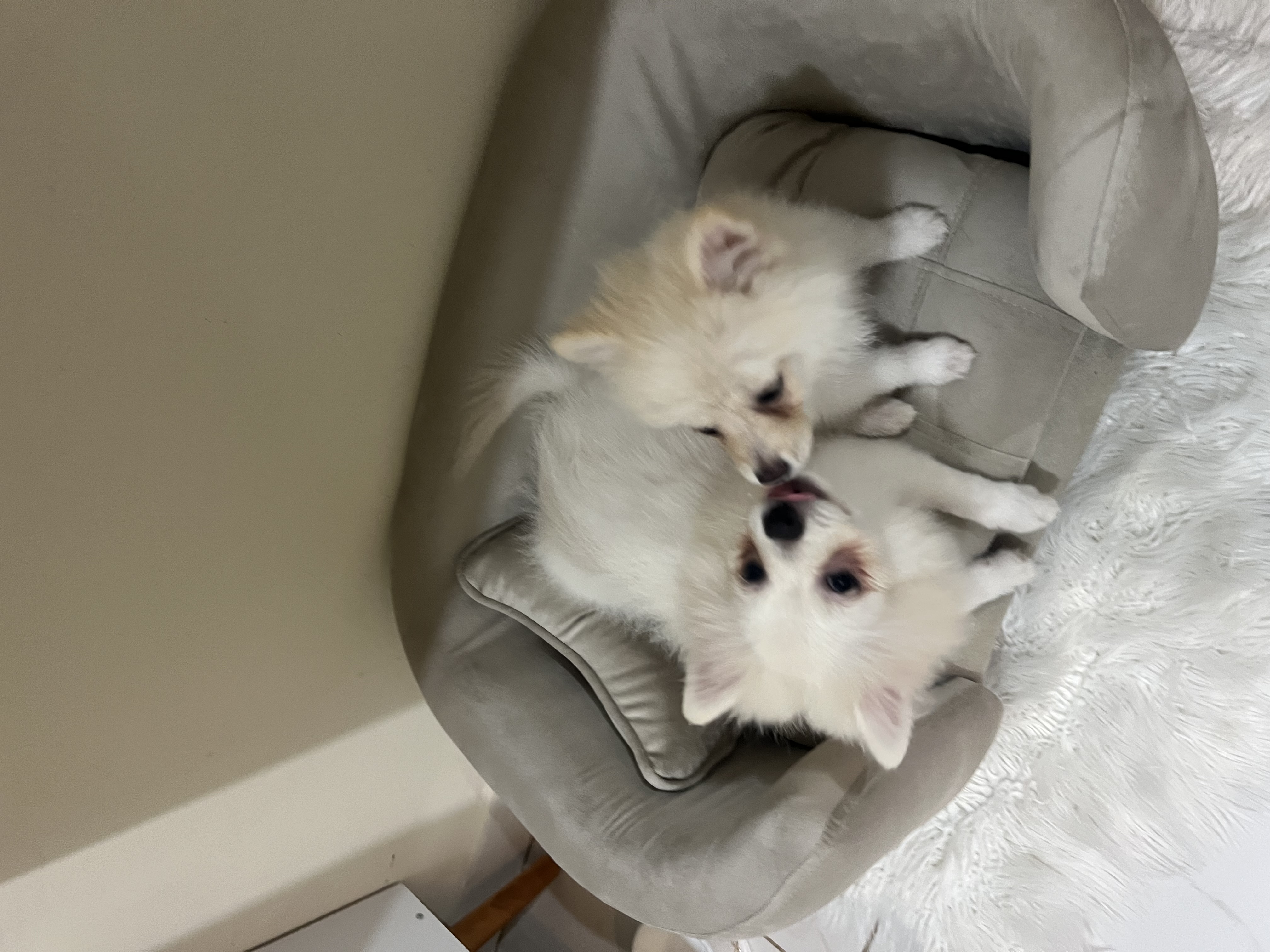 Casal de Spitz alemão 