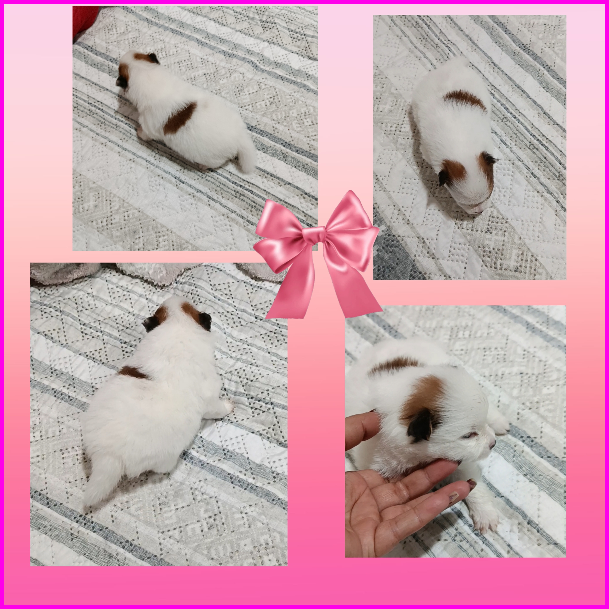 Casal Lulu da Pomerânia anão  - Foto 1