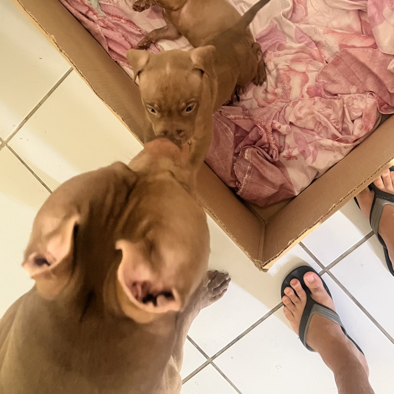 Filhotes de pit monster disponíveis 2 fêmeas e 1 macho - Foto 2