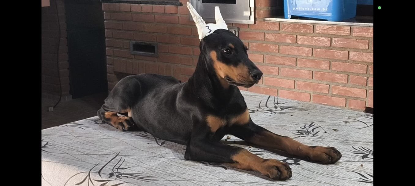 Belos Filhotes Dobermann