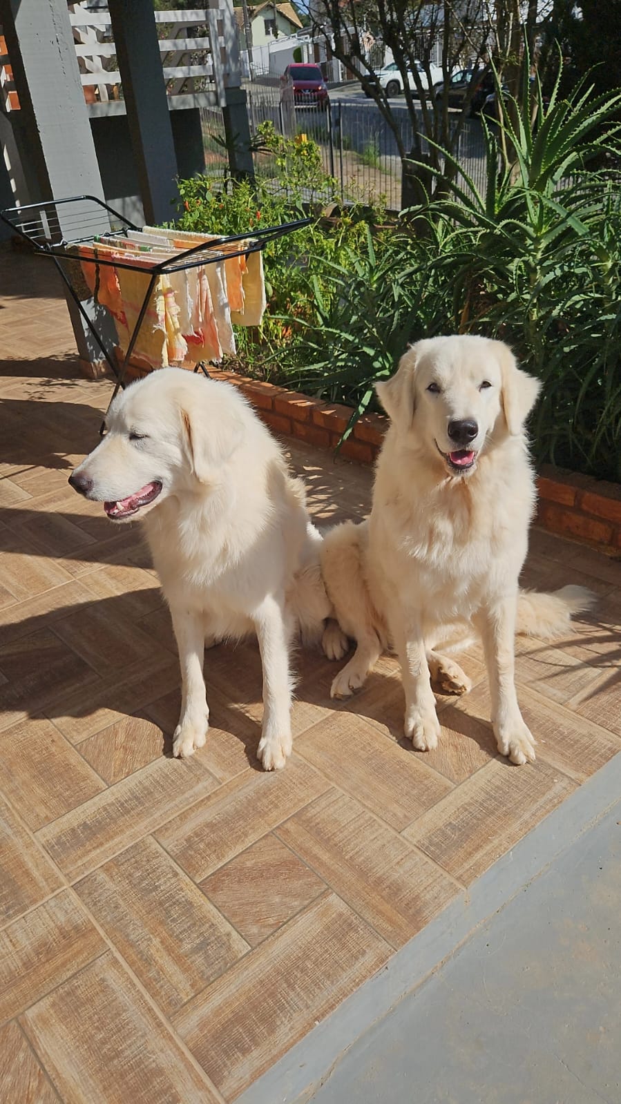 Vendo filhotes de Pastor Hungaro (Kuvasz) - Foto 4